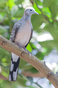 Close-up of bird perching on branch