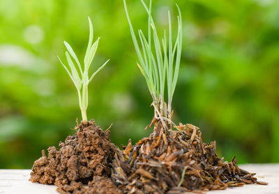 Close-up of fresh green plant