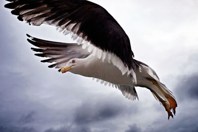 Low angle view of seagull flying against cloudy sky