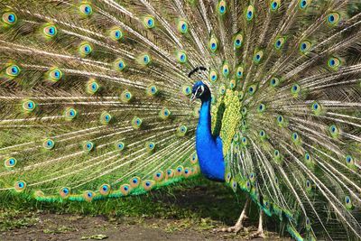 Peacock with fanned out feather