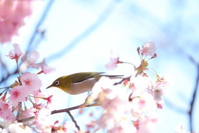 Close-up of cherry blossoms in spring