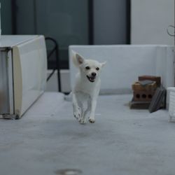 Portrait of dog sitting on floor