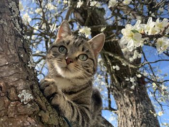 Low angle view of cat on tree