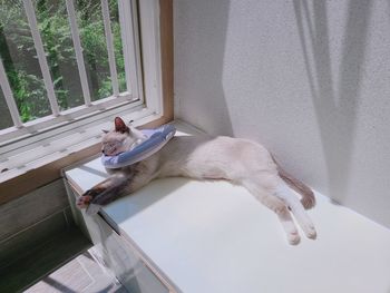 High angle view of cat resting on window at home