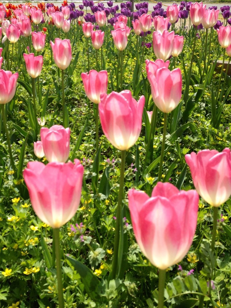 flower, freshness, petal, pink color, tulip, fragility, growth, beauty in nature, flower head, nature, field, blooming, pink, plant, stem, close-up, leaf, blossom, outdoors, day