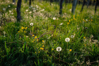 Flowers in spring on a meadow in sunlight