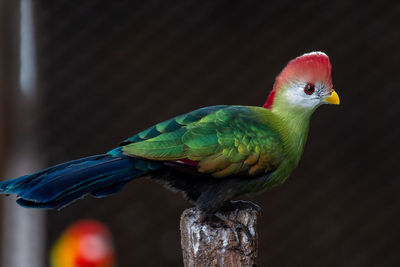 Close-up of parrot perching on wood