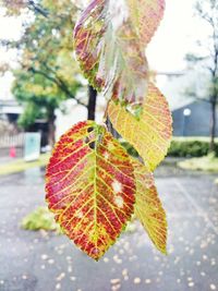 Close-up of autumn leaf on tree