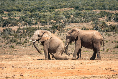 Elephant in a farm