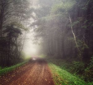 Road amidst trees in forest