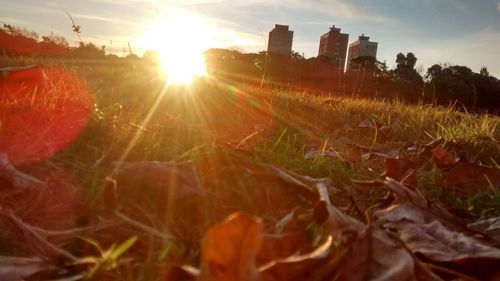 Plants growing on field at sunset