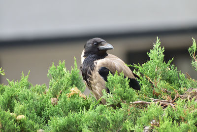 Close-up of bird perching on plant