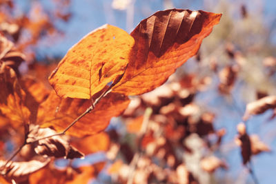Close-up of dry maple leaves