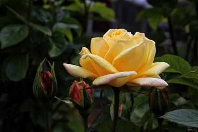 Close-up of rose plant