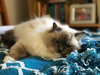 Portrait of kitten relaxing at home