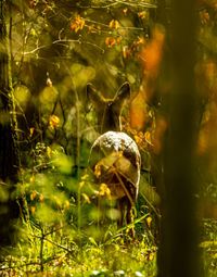 Close-up of turtle on field