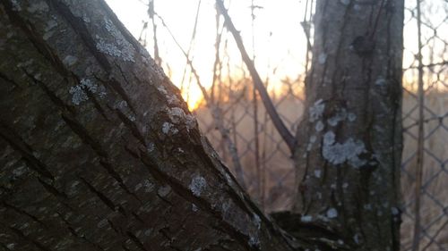 Sun shining through trees