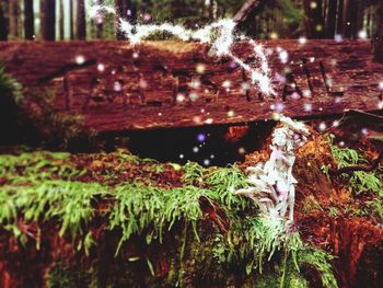 Moss growing on tree trunk in forest