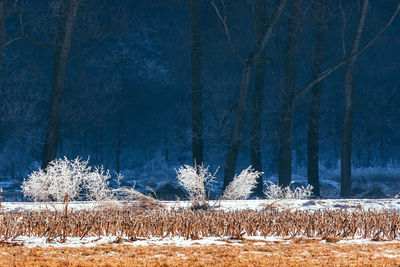Frozen trees on field in forest during winter