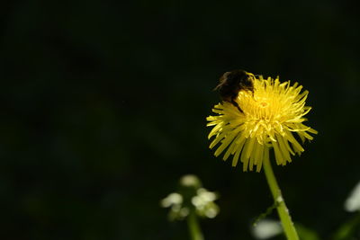 Close-up of yellow flowering plant against black background