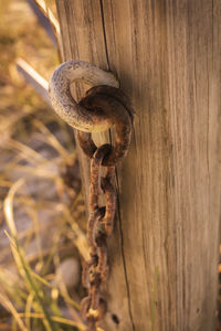 Close-up of lizard on tree