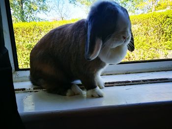 Close-up of dog sitting by window