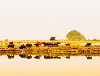 Reflection of man on field against clear sky