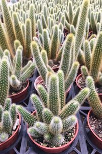 High angle view of cactus plants