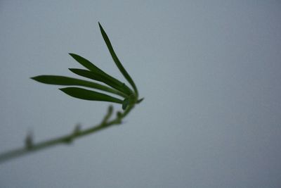 Close-up of plant