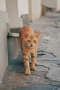Portrait of cat in street