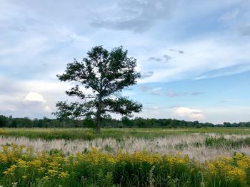 Scenic view of field against sky