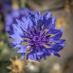 Close-up of purple flower