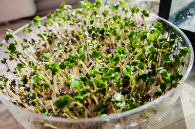 Close-up view of vegetables