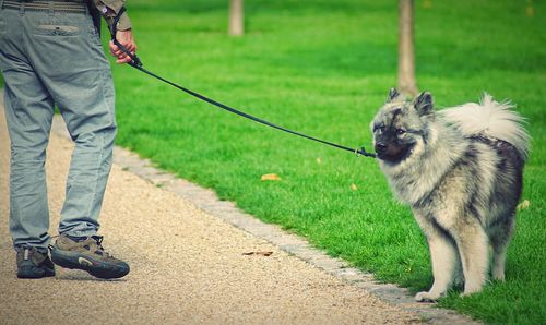 Low section of person with dog