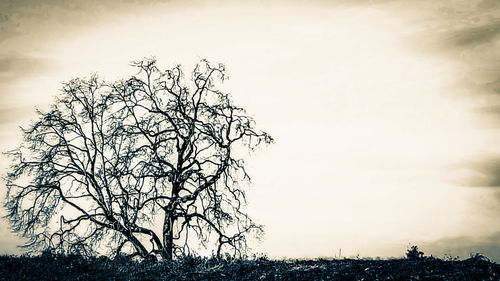 Low angle view of bare tree against cloudy sky