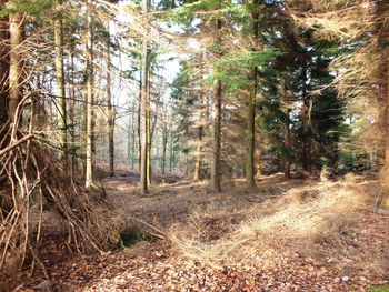 Trees in forest