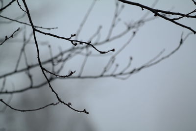 Close-up of wet twigs