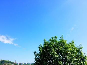 Low angle view of tree against blue sky