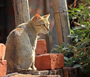 Stray cat on bricks