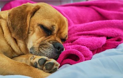 Close-up of dog sleeping on bed