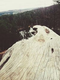 Trees on landscape