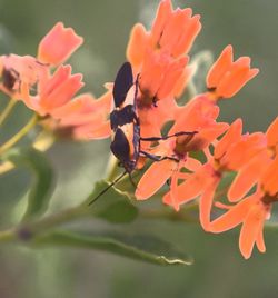 Close-up of insect on flowers