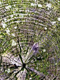 Close-up of flower tree