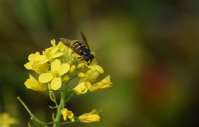 Close-up of bee pollinating on yellow flower