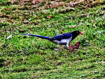 Bird perching on a field