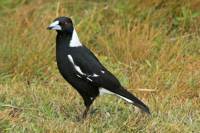 Close-up of a bird on field