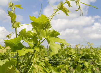 Close-up of fresh green leaves against sky