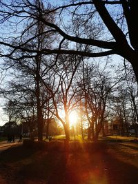 Trees at sunset