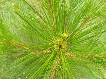 Close-up of fresh green plant