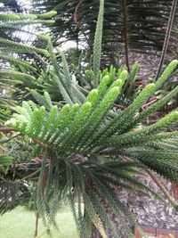 Close-up of palm tree